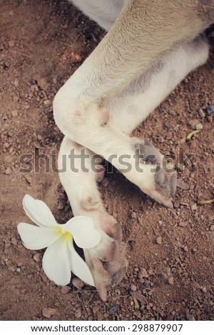 Dog foot with white flower