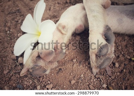 Dog foot with white flower
