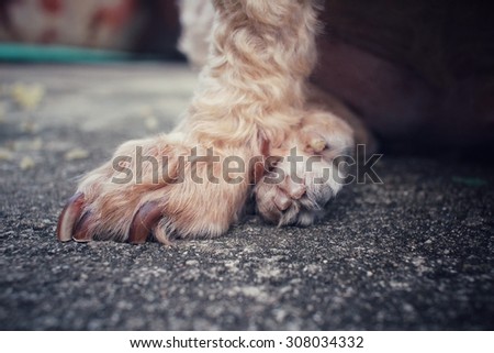 Dog feet