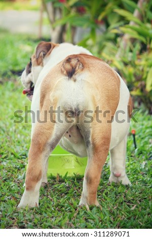English bulldog eating food