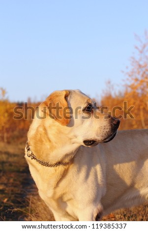 hunting dog ( golden labrador ) in the woods