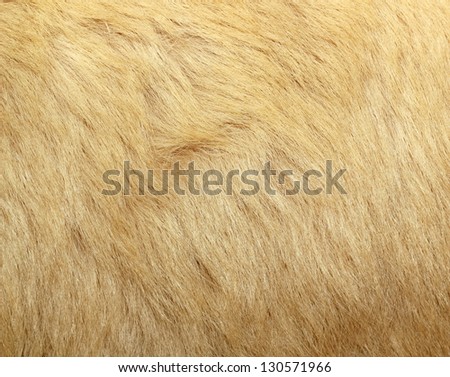 textured detail of polar bear fur ( ursus maritimus )