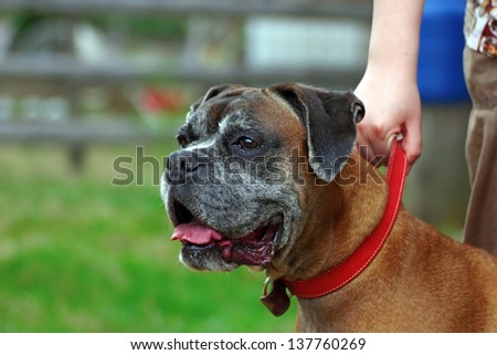 portrait of a dog - boxer breed with red collar