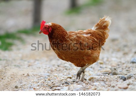brown egg-laying hen walking on the gravel alley at the farm