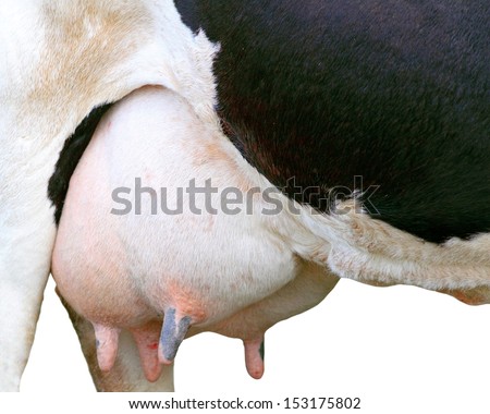 holstein cow big udder full of milk isolated on white background