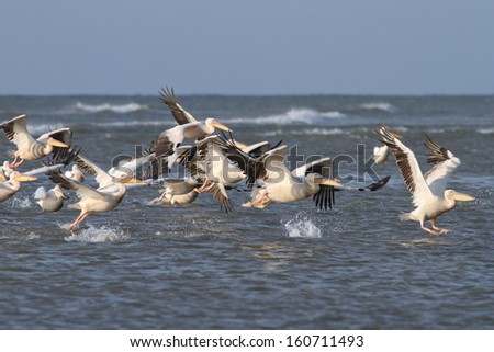 flock of great pelicans ( pelecanus onocrotalus )  taking flight from the water surface
