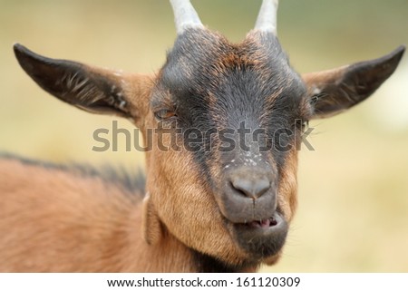 portrait of brown funny goat chewing grass