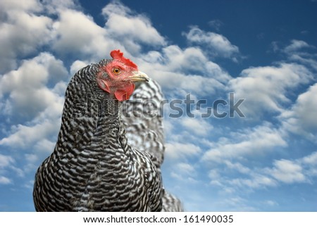 striped hen portrait over blue sky background