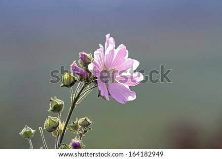 malva sylvestris in bloom over out of focus background