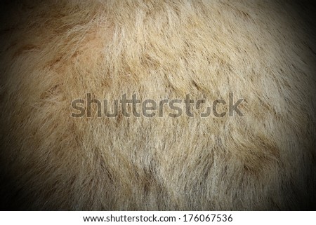 polar bear white real textured  fur ( ursus maritimus )