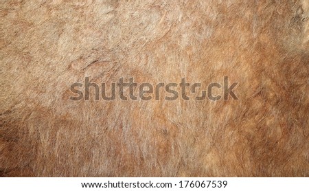 real lion textured pelt on a hunted animal