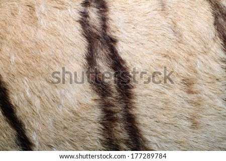 texture of tiger pelt, image taken on a hunting trophy real fur