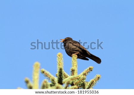 male common blackbird  ( turdus merula ) singing on top of a spruce over blue sky