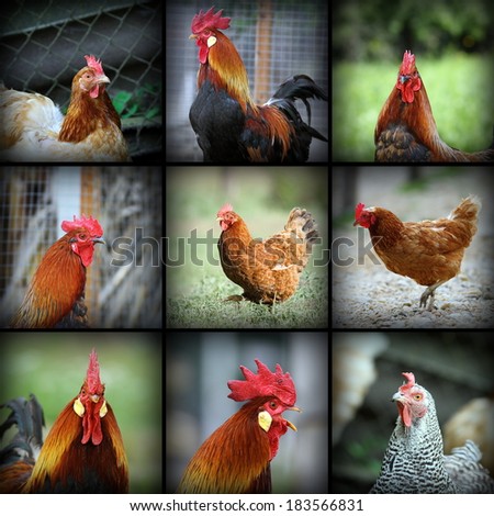beautiful images with farm birds taken in the farmyard