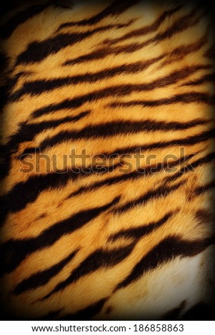 detail of real tiger textured pelt with added vignette, natural pattern