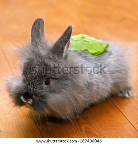 funny baby rabbit with salad on the back standing on wooden floor