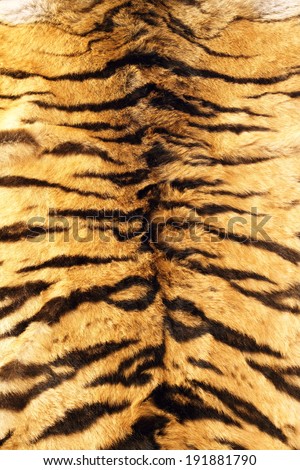 black stripes  tiger pelt, real fur texture on animal