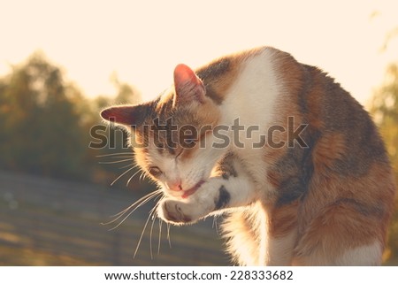 domestic cat washing its foot, image with vintage effect