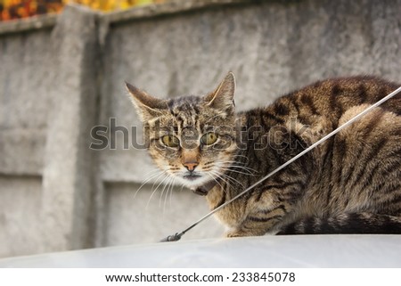 domestic cat standing on top of the car