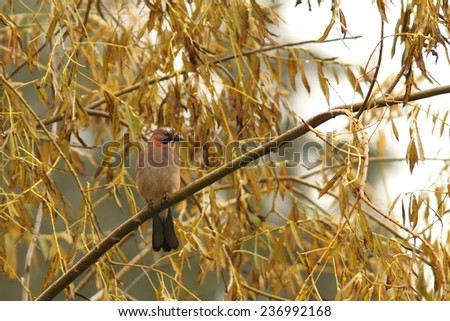 european jay ( Garrulus glandarius ) standing in the rain on a willow tree