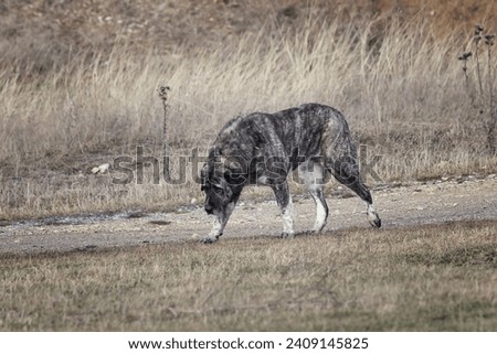 Image, Stock Photo Watch sheep approaching