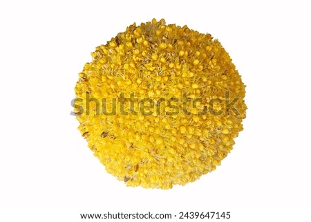 Similar – Image, Stock Photo Craspedia globosa dry flowers