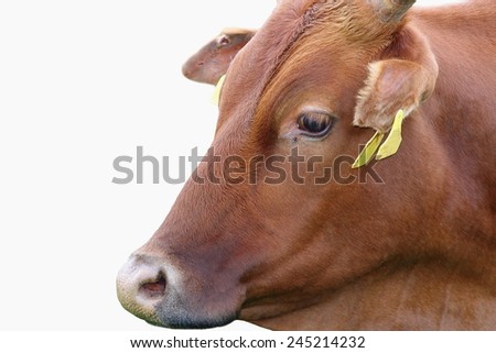 zebu cow  portrait isolated over white background