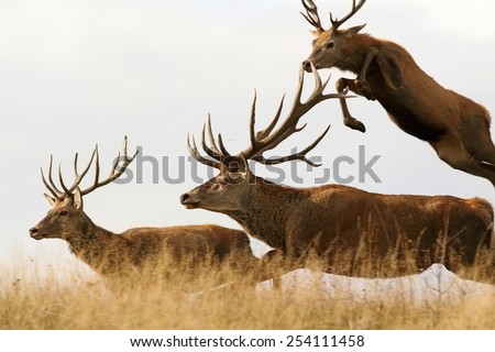 red deer males running together ( Cervus Elaphus )
