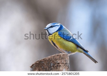 Similar – Image, Stock Photo Curious blue tit on a tree trunk