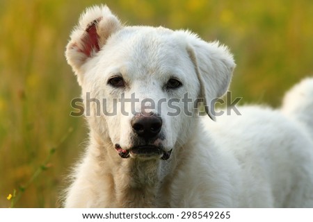 white romanian shepherd dog portrait, with one cut ear-that is the way for shepherds to recognize their dogs