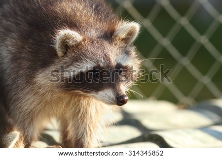 raccoon portrait, image taken at the zoo, animal in a cage