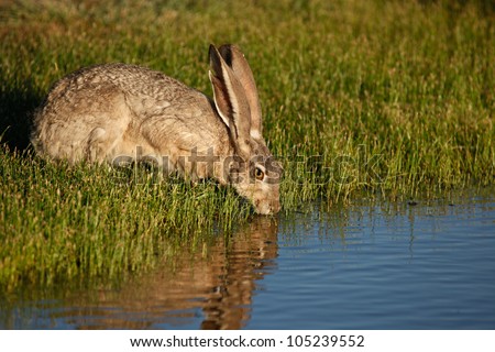 Wild Black-tailed Jackrabbit drinks water from pond in Arizona, USA/Closeup of Wild Black-tailed Jackrabbit drinking Water reflects in Rural Pond/American desert hare quenches thirst