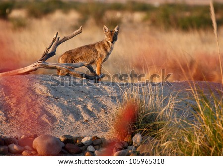 Wild coyote at sunrise in xeriscape  Arizona,United States/Wild Coyote (Canis latrans) on Small Rural Hill in Desert Southwest of North America/Coyote in desert Southwest USA