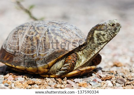 Closeup of wild Ornate Box Turtle, a protected species, in southeastern Arizona, USA/Macro of Wild Ornate Box Turtle with Long Neck/Desert Box Turtle in southeastern Arizona, USA