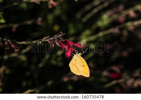 Southern Dogface yellow butterfly hangs on red flower of Salvia shrub in Arizona, USA/Closeup of Southern Dogface Yellow Butterfly on Red Flower of Shrub/Yellow butterfly hangs on red flower