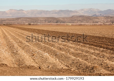 Furrowed long-staple cotton field during winter in desert Southwest, USA/Gila Valley Cotton Field/Wintertime pima cotton field in southeastern Arizona, North America