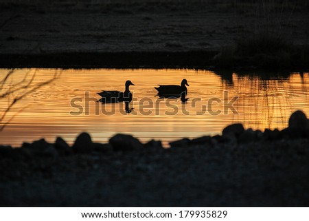 Silhouettes of two wild ducks, Mexican Mallards, at twilight on rural pond /Two Mexican Mallard Ducks silhouetted on Narrow Water at Golden Sunrise/Two wild ducks on golden color of water at sunup
