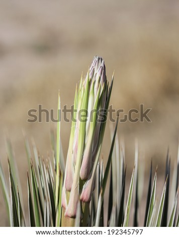 Closeup of growing stalk of wild desert evergreen plant/Macro of Emerging New Flower Stalk of Wild Cactus Shrub in Springtime/New stalk of spiky desert plant