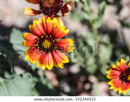 Closeup of desert wildflower, Indian Blanket Flower, in Southwestern United States/Macro of Wild Indian Blanket Flower with Red and Yellow Petals/Showy wildflower of desert Southwest of United States