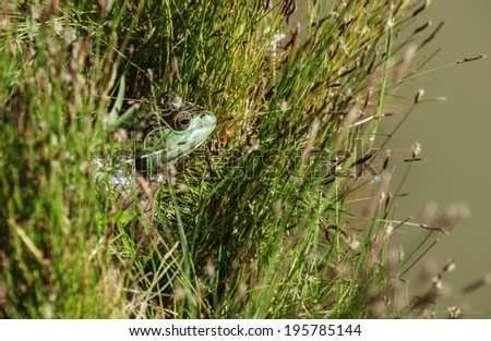 Side view of head of American Bullfrog hiding in wild grasses of pond/Head Profile of Large Wild Bullfrog on Grass at Water\'s Edge/Green head profile of big bullfrog in pond grass