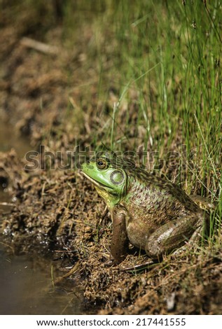 Sideways view of green-face amphibian frog, an American Bullfrog, suns itself on muddy edge of water/Bullfrog on Muddy Edge of Water/Big aquatic bullfrog with green face sits sideways on muddy bank