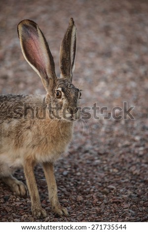 Desert hare with face, whiskers and big ears sitting on shaded gravel area/Seated on Shady Gravel, a  Long-eared Wild Jackrabbit with Facial Features and Whiskers/Large wild rabbit on shaded gravel