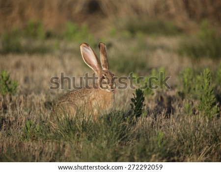 Low sunlight on big jackrabbit with wild pink flowers and stalks in mouth/Large American Desert Hare with Pink Wildflowers in Mouth in Prairie Grassland/Jackrabbit with wild blooms of weeds in mouth