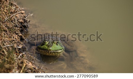 Aquatic large frog facing camera perches on small mud shelf in murky water near muddy bank/Big Bullfrog with Green Face Looking at Camera Perches in Murky Water on Muddy Shelf/Big frog with green face