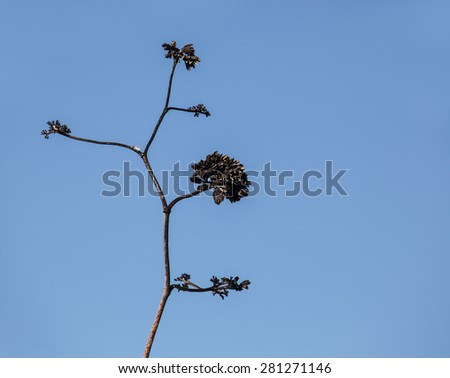 Dried brown and gold flower rosette of desert Agave/Century Plant\'s Dry Dark Flower on Stalk against Clear Blue Sky/Dry desert flower on bare stalk
