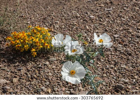 White wildflower with yellow center on sunny gravel ground in group/Wild Desert Bloom in Group with White Petals and Yellow and Brown Center in Sunshine on Ground/Desert wild bloom with white petals