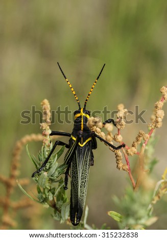 Black and yellow top of grasshopper\'s head and thorax on desert weeds/Yellow Markings on Big Black Desert Grasshopper as Viewed from Behind/Black and yellow grasshopper in nature