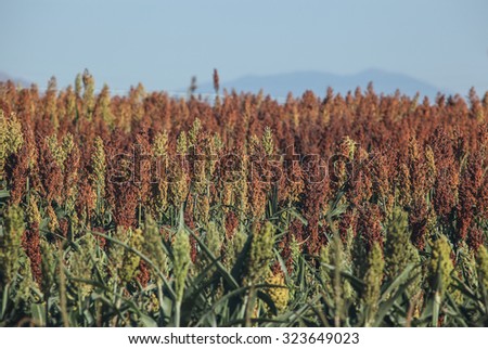 Reddish brown and yellow grain crop of sorghum/Brown and Yellow Commercial Grain Colors of Agricultural Milo Crop/Brown red golden grain color of agricultural sorghum crop