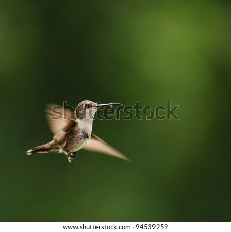 Hummingbird, tiny bird, in Arizona state, USA, flying with food in its beak/Hummingbird Flying Past with Food in Beak/Hummingbird flying past green background of trees with food
