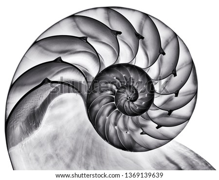 Image, Stock Photo large spiral sea shell close-up abstract texture macro